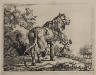 TvB G 0500
<br/>
Staande leeuw, van achteren gezien
<br/>
<em>Bije, Marcus de (1639-ca. 1690)</em>